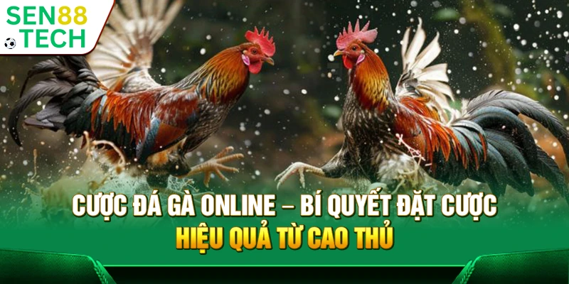 Cược đá gà online – Bí quyết đặt cược hiệu quả từ cao thủ 1 Cược đá gà online – Bí quyết đặt cược hiệu quả từ cao thủ