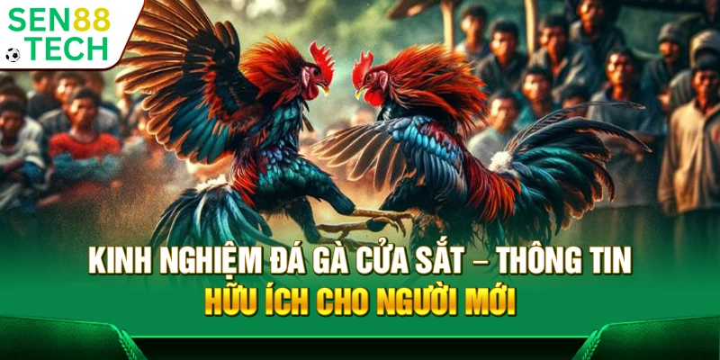 Kinh nghiệm đá gà cửa sắt – Thông tin hữu ích cho người mới