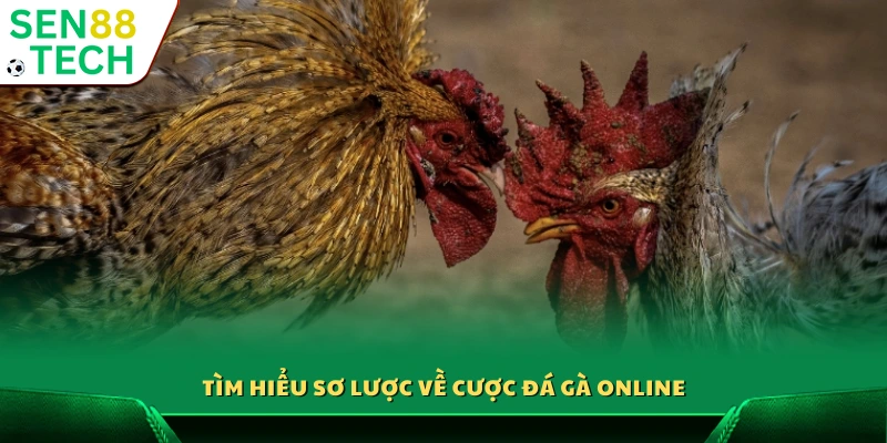 Cược đá gà online – Bí quyết đặt cược hiệu quả từ cao thủ 2 Khái quát về hình thức cá cược đá gà trực tuyến