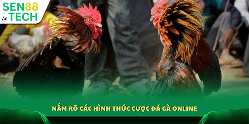 Cược đá gà online – Bí quyết đặt cược hiệu quả từ cao thủ 3 Tìm hiểu chi tiết các kiểu đặt cược