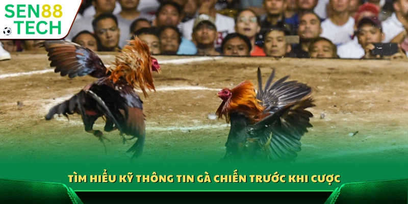 Cược đá gà online – Bí quyết đặt cược hiệu quả từ cao thủ 4 Thu thập đầy đủ thông tin về gà chọi trước khi đặt cược
