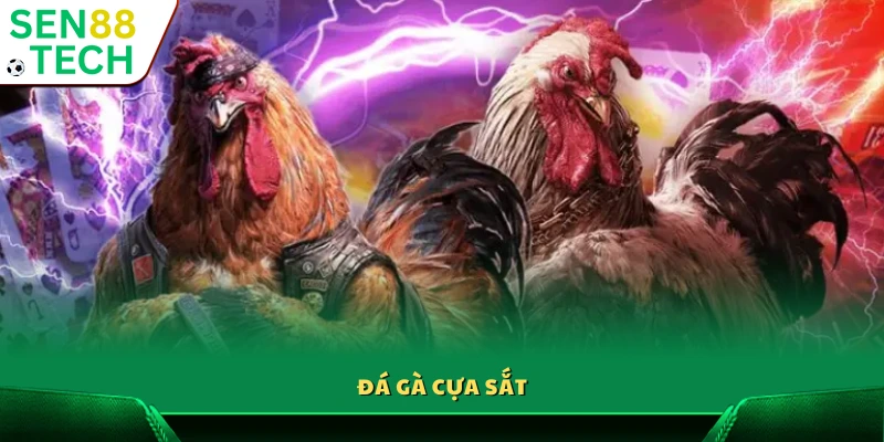 Thể loại đá gà cựa sắt được yêu thích