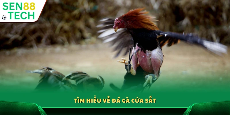 Khám phá hình thức đá gà cửa sắt truyền thống