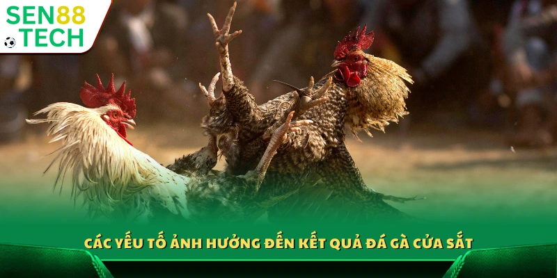 Những yếu tố quyết định kết quả trận đá gà cửa sắt