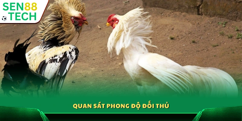 kinh nghiệm đá gà cửa sắt là theo dõi khả năng thi đấu 